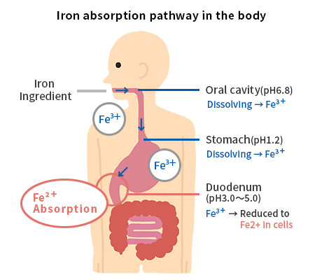 Iron absorption pathway in the body